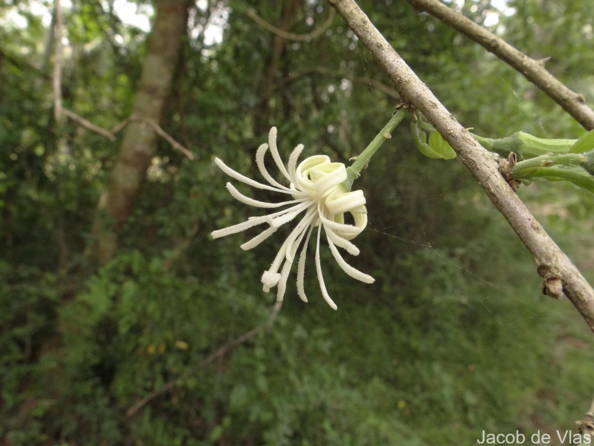 Alangium salviifolium (L.f.) Wangerin